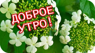 Доброе утро!🌸 Хочу пожелать светлого и удачного дня! 🌸Отличного настроения!🌸Good morning!🌸