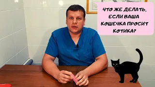 ЧТО ДЕЛАТЬ, ЕСЛИ КОШКА ПРОСИТ КОТА?