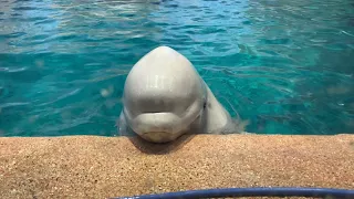 2020/02/24 朝のベルーガプールその2@名古屋港水族館