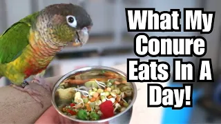 WHAT MY CONURE EATS IN A DAY | Parrot Food | BirdNerdSophie