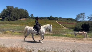 Running Walk Description and How To Ride It - Tennessee Walking Horses - Minnie and Tilley -Gaited