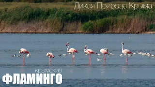 Flamingos from Crimea.