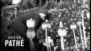 St. Michael's Mount (1949)