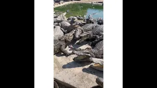 crocodile Eating food #shorts