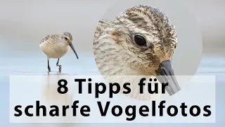 Tutorial - 8 Tipps für scharfe Vogelfotos