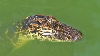 CUTE BABY ALLIGATORS