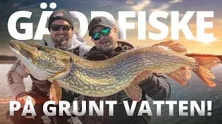 Gäddfiske på grunt vatten! 🐊🐷 | Sportfiskeprylar.se