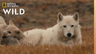 The Wolf Queen and Cubs | Kingdom of the White Wolf