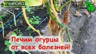 ЛЕЧИМ ОГУРЦЫ! Желтеют и высыхают листья? Вот что надо делать! Спасаем огурцы от ВСЕХ болезней!