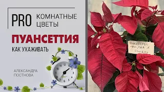 Пуансеттия - рождественская звезда. Почему ее так называют? Как правильно ухаживать за пуансеттией.