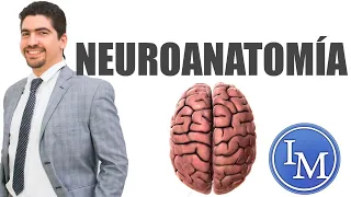 Introducción a la Neuroanatomía