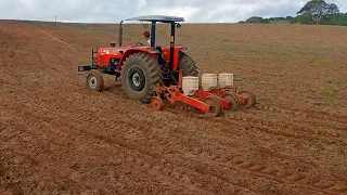 Trator massey Ferguson 285 plantando milho no sítio barreiros de cacimba de dentro pb