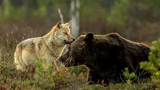 Медведь и Волк: как заклятые враги стали лучшими друзьями в диком мире.