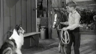 Lassie - Episode #336 - "Day of Darkness" - Season 10, Ep. 13 - 12/29/1963