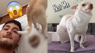 😡Angry Chihuahua & Funny Dog 😂 That Will Make Your Day Better #1