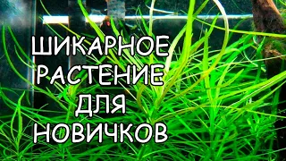 ПОГОСТЕМОН ОКТОПУС. СЕКРЕТЫ СОДЕРЖАНИЯ. Pogostemon stellatus «Octopus»