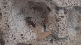 Camponotus fellah ant colony I AntOnTop