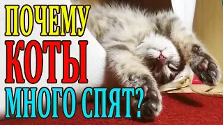 КОТ СПИТ. Много спит... Почему?