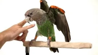 How to Teach Parrot the Big Eagle Trick | Parrot Training