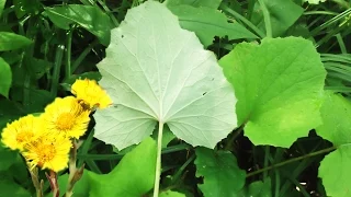 Мать-и-мачеха  -  лечебные свойства, применение, рецепты народной медицины