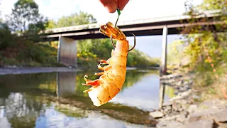 Fishing With JUMBO SHRIMP Under A HIGHWAY BRIDGE!!! (The BIGGEST Fish Ate It)