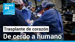 Así fue el exitoso trasplante del corazón de un cerdo a un paciente terminal