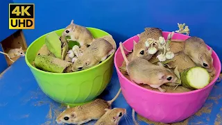 Cat Tv - Mice in The Jerry Mouse Holes - Videos for Cats To Watch Mouse - 8 Hours