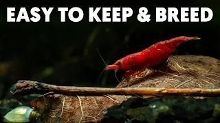 The Ultimate Red Cherry Shrimp Care Guide For Beginners!