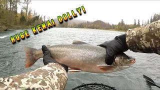 Huge Kenai River Alaskan Dolly!