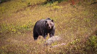 SUPER CLOSE GRIZZLY BEAR ENCOUNTER IN GLACIER NATIONAL PARK