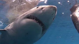 Great White Shark Diving - All For Blue