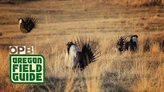 The Strange Mating Ritual Of The Sage Grouse