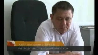 На сегодняшний день объявлен мораторий на отстрел краснокнижных сайгаков