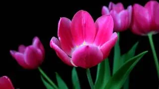 Time lapse tulips blooming