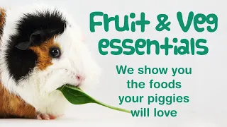 WHAT FRUITS & VEGETABLES CAN GUINEA PIGS EAT? | Guinea Pig FOOD | Guinea Pig DIET