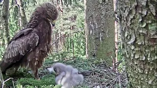 Mazais ērglis~Andris  spend a long time with his eaglet~4:29 pm 2020/06/16