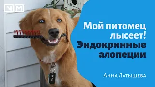 Мой питомец лысеет или эндокринные алопеции