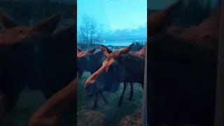 Girls are startled by two moose right outside of window