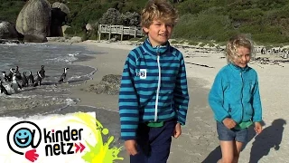 Die Bucht der Pinguine | Mein Bruder und ich in Südafrika | SWR Kindernetz