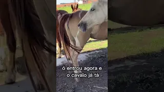 Égua no cio e cavalo manga larga