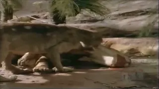 Once Upon Australia [1995] - Thylacoleo Screen Time