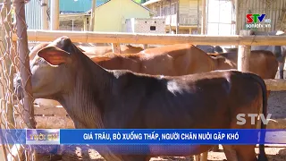 Giá trâu, bò xuống thấp, người chăn nuôi gặp khó khăn