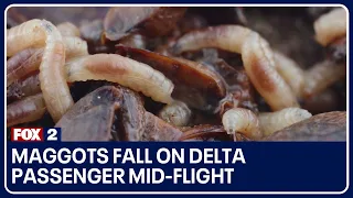 Maggots fall onto woman from overhead bin on Delta flight to Detroit