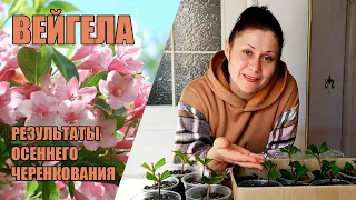 Вейгела. Результаты осеннего черенкования, уход и выращивание