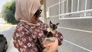 The Siamese cat is very calm and friendly.