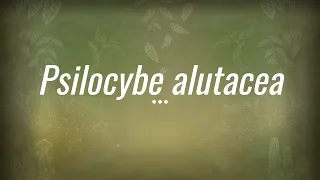 Caine Barlow - An introduction to Psilocybe Alutacea