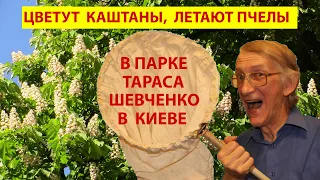 Цветут Каштаны в Киеве, Летают Пчелы, Шмели,  Бабочки, Бегут Муравьи, Жуки, Насекомые на Асфальте.