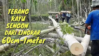 Tree cutting Chainsaw stihl ms250 | Tebang pohon sengon dipilih lagi dari lingkar 60cm-1m