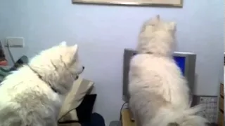 Samoyeds howling with wolves!