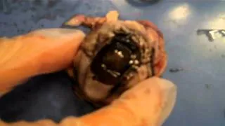 The cow eye dissection